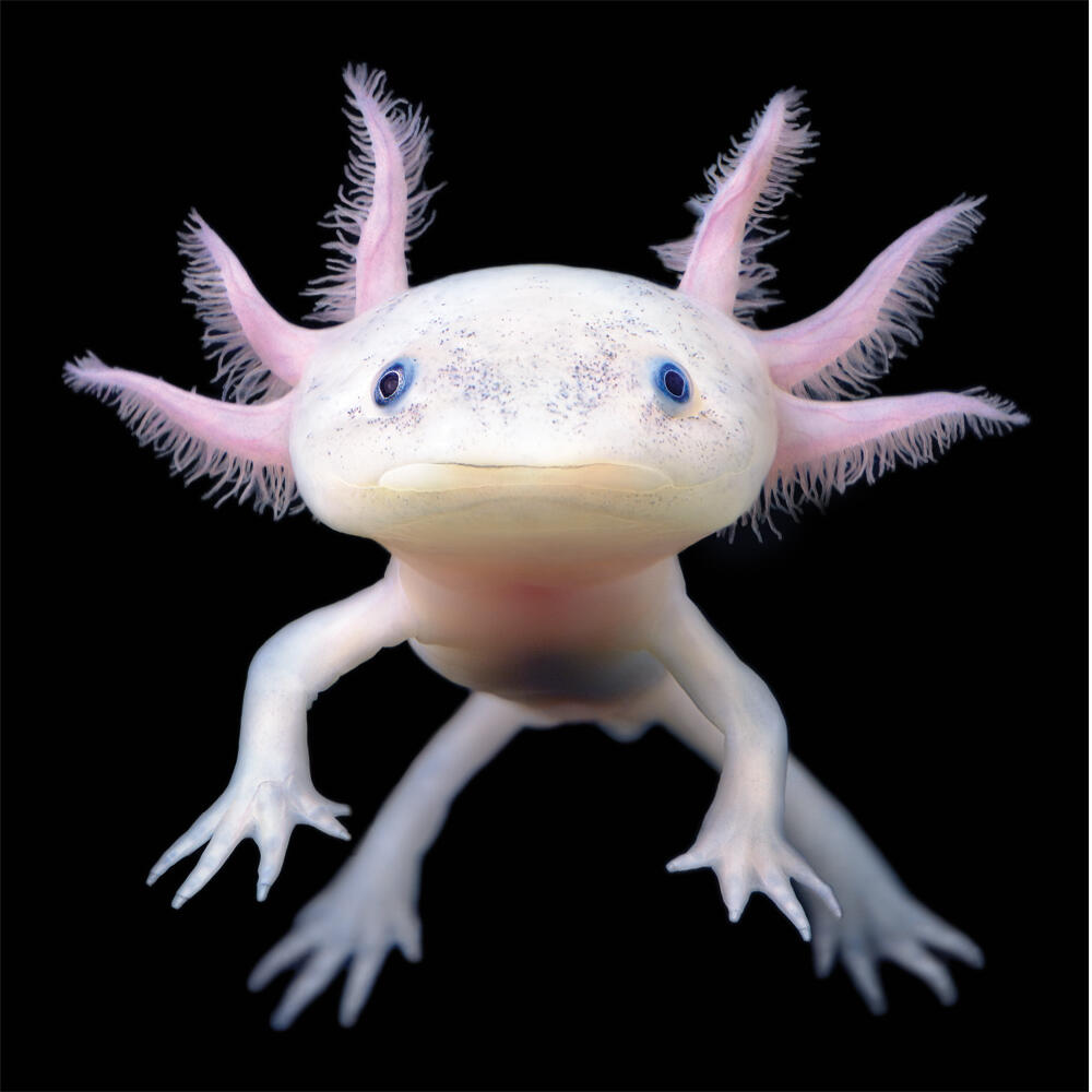 axolotl_WWsummer2021